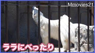 ミストにびっくり！とっさに逃げるリラ、ララに甘えて離れない　ホッキョクグマ親子