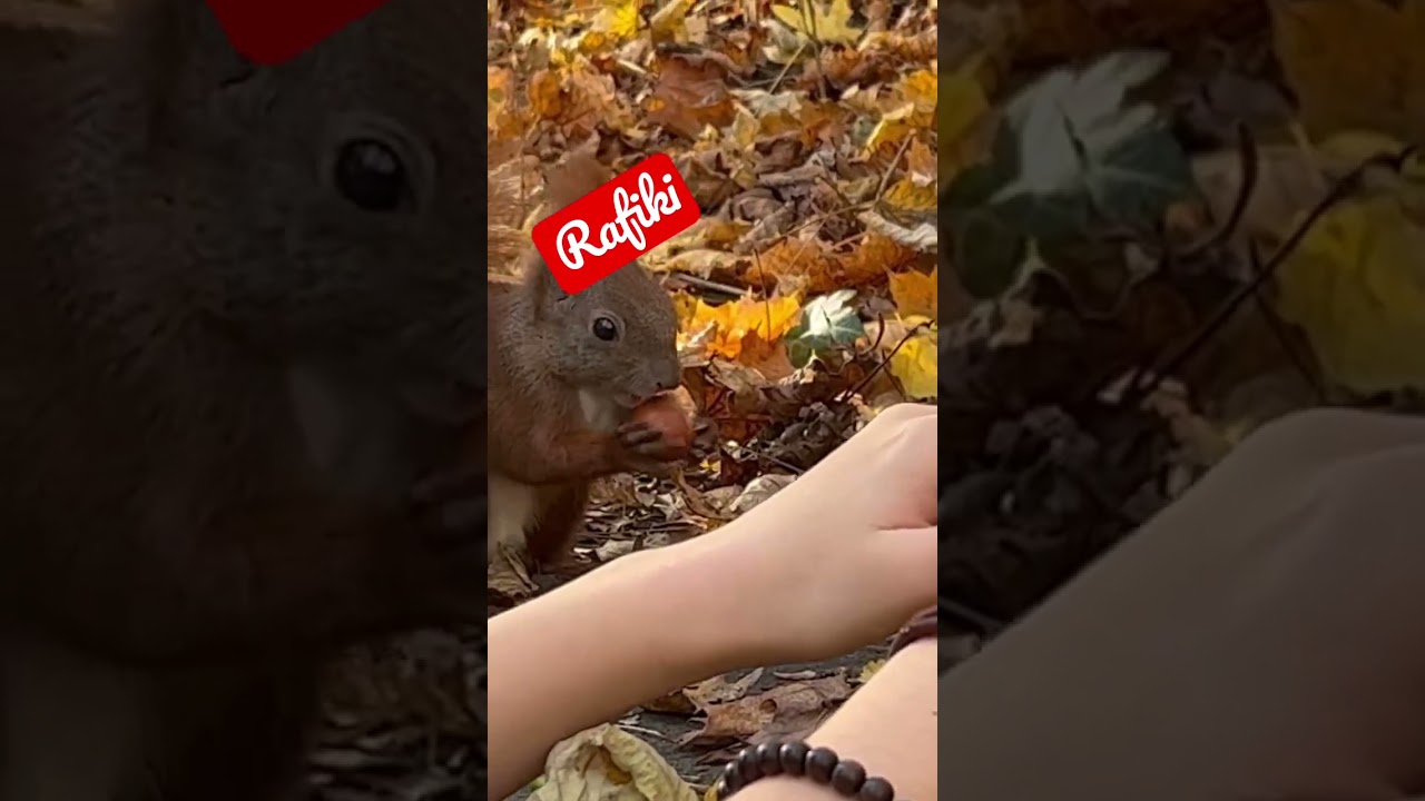 Rafiki our red squirrel acting like a dog || Squirrel Frenzy 