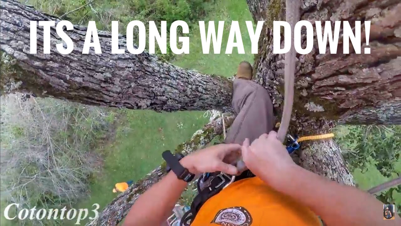 Big Oak Tree removal that was accidentally sprayed with a chemical, a