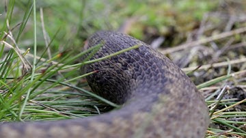 Het waarnemen van reptielen