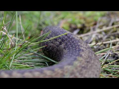 Video: Verbazingwekkende Reptielen: Riemstaarten