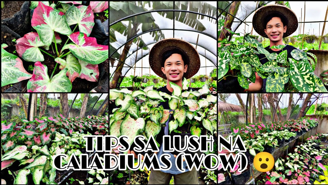 REPOTTING AND TIPS SA LUSH NA CALADIUM ❤️❤️