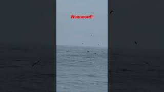 While fishing the farallon islands we came across thousands of #seal and #whale . Must Watch