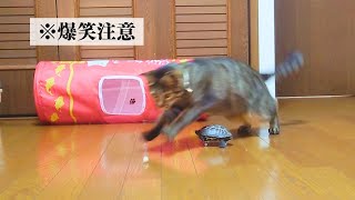 猫と同じ速度で走るスケボー亀【A skateboarding turtle that is as fast as a cat】