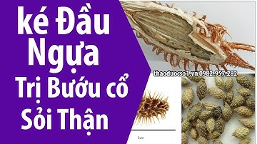 Ké đầu ngựa điều trị bướu cổ, sỏi thận, viêm tiết niệu