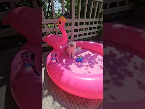 Wilfred has a splash pool 😸 #cat #cute #pets