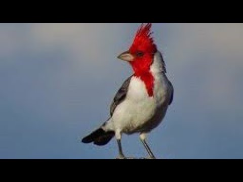 Cardenal - Pichon