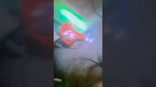 mi camera mi saikel