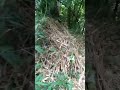 a.c.s.r conductor snap#jungle#shorts#youtubeshorts#shortsviral