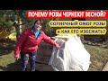 НЕ ОТКРЫВАЙТЕ РОЗЫ, НЕ ПОСМОТРЕВ ЭТО ВИДЕО! Как правильно открывать розы? СОЛНЕЧНЫЙ ОЖОГ розы.