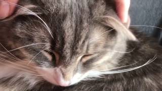 スコティシュにされた猫 ノルウェージャンフォレストキャットIt became like a Scottish Fold.Norwegian Forest Cat.