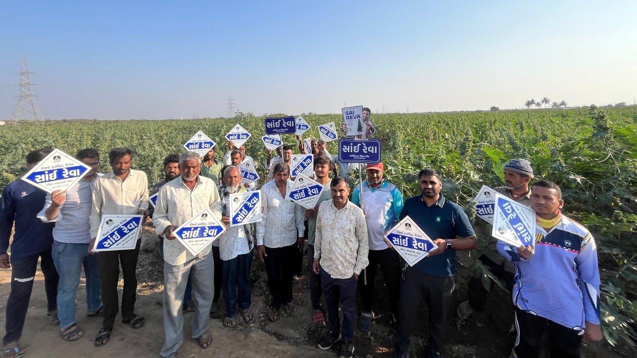 સાઈ સીડ્સની સાઈ રેવા એરંડા |મથડા ગામ અંજાર તાલુકા | ખેડૂત શું કહે છે?#viral #trending #shorts #reels