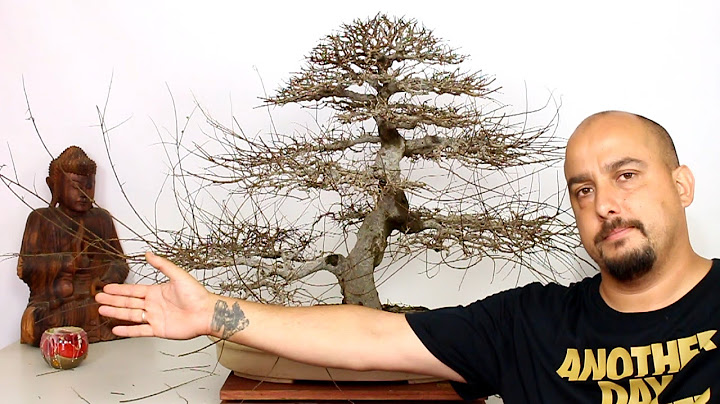 New design for the elm of the layer - Part 1