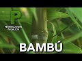 Bamb cultivo y usos  permacultura en galicia