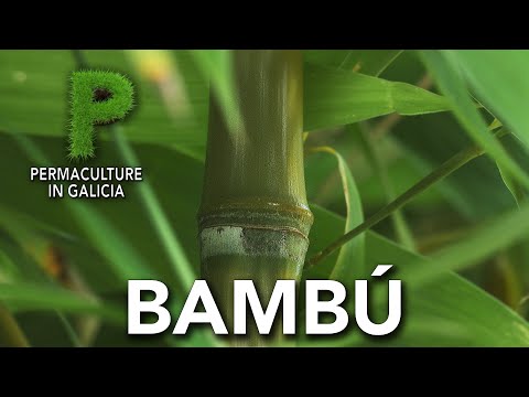 Vídeo: Bambú de clima càlid: varietats de bambú per als jardins de la zona 9