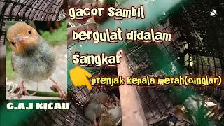 🔴Suara burung prenjak kepala merah (cinglar) didalam