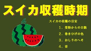 菜園生活 これでバッチリ スイカの収穫時期 スイカ栽培劇場 収穫編 Youtube