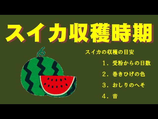 菜園生活 これでバッチリ スイカの収穫時期 スイカ栽培劇場 収穫編 Youtube