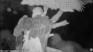 NEFL Eagles ~ Barred Owl Targets & Strikes Gabby! She Hangs On! Owl Flies To Lower Branch 😲 10.24.25