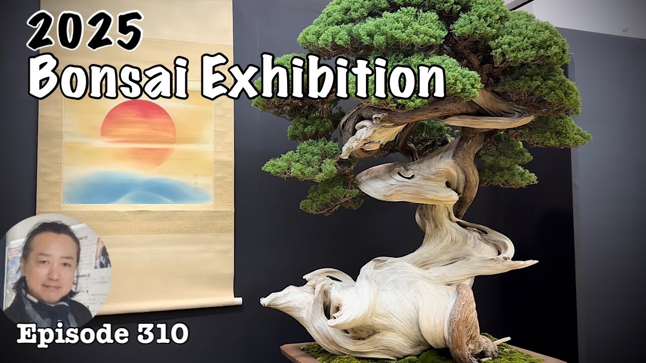 Japan Bonsai Taikan Exhibition 2025 [Deep Japan ] by the Last Samurai 日本盆栽大観展