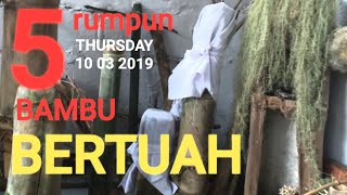 5 JENIS RUMPUN BAMBU BERTUAH 5 JENIS RUMPUN BAMBU BERTUAH