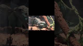 Legwan niebieski (Iguana iguana).