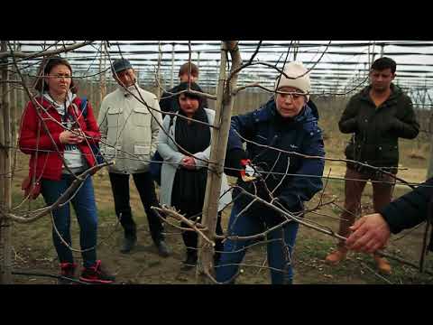 სადემონსტრაციო ნაკვეთი. მუხრანი. ვაშლის გასხვლა. 13 03 2019