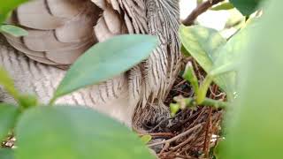Anak Burung Merbuk Dah Menetas 2ekor terjah