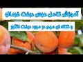 آموزش باغبانی اگه درخت خرمالو داری حتما ببین