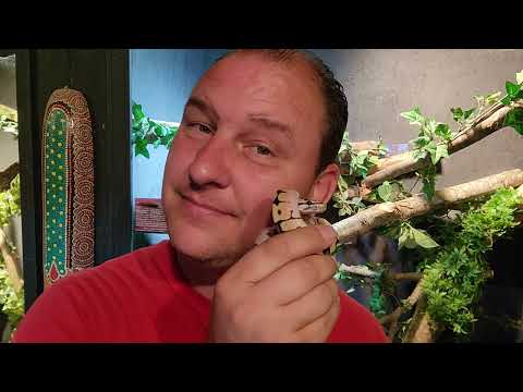 Bumble Bee Ball Python