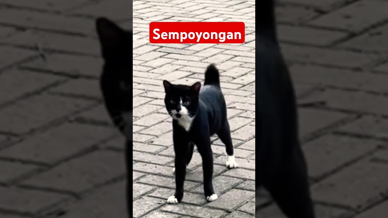 Sempoyongan #cat #kucing #catlover #shorts