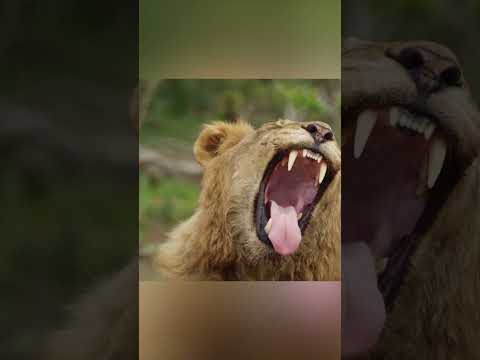 Lions Fed Trapped Kin for 3 Years