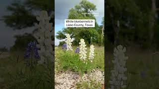 White bluebonnets in Llano County, Texas  #texas