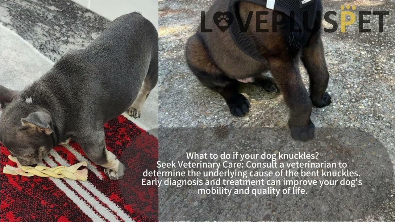 What Does It Mean When a Dog Is Knuckling YouTube