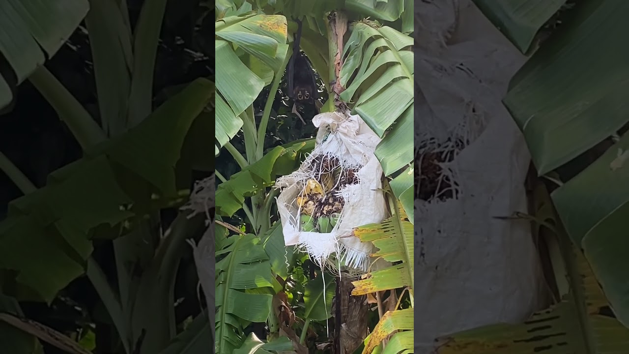First time close up with Endangered Spectacled Flying Fox. Wet tropics. Everything attacks 😂