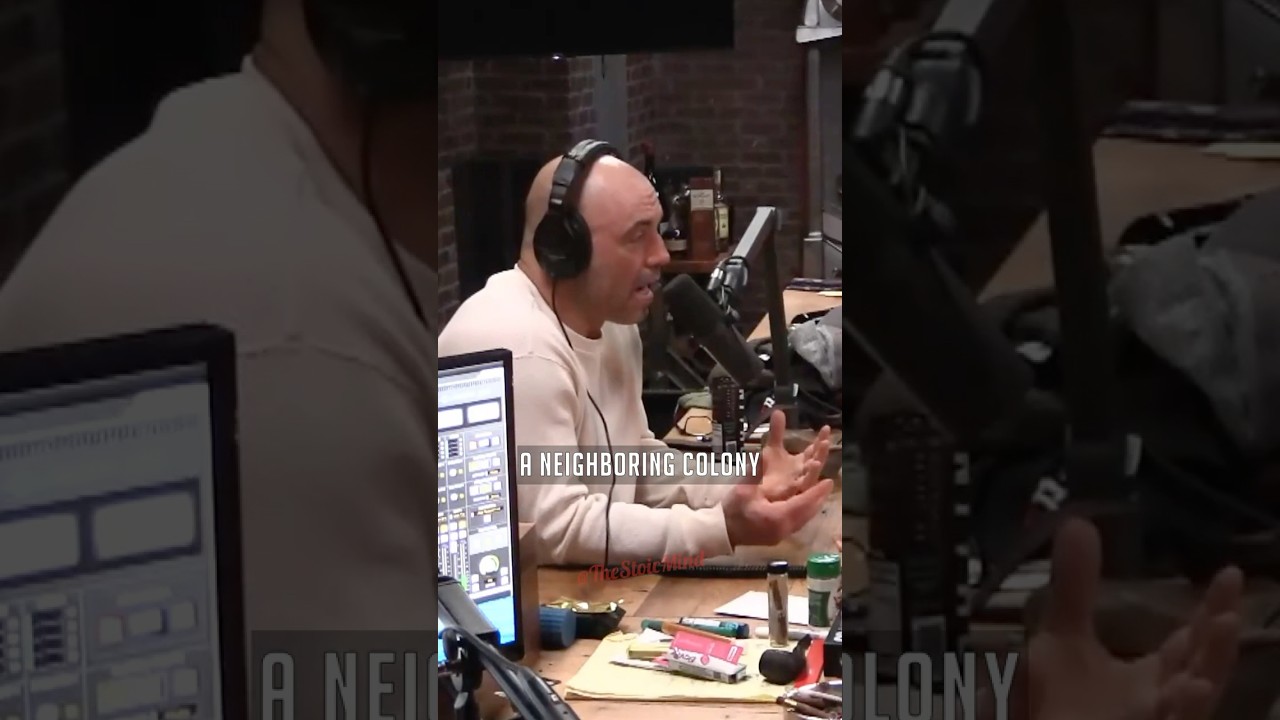 Bee’s Ability to Communicate - Joe Rogan