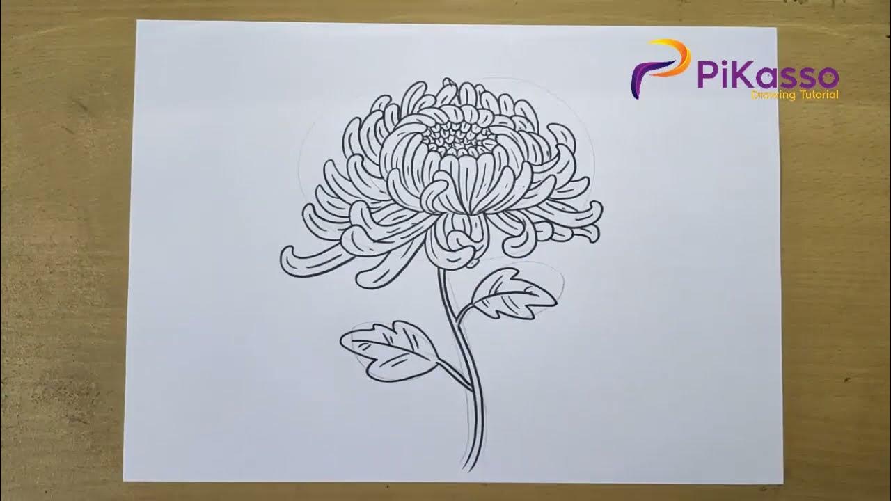 How to Draw a Chrysanthemum Easy step by step YouTube