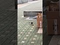끼치 닭꼬치 먹방