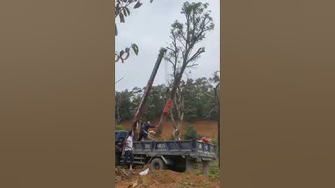 Dịch vụ Di dời Cây Xanh Hà Nội by Sân Vườn Phú Minh