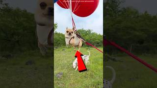 Uçan Minik Köpek 🎈🐶