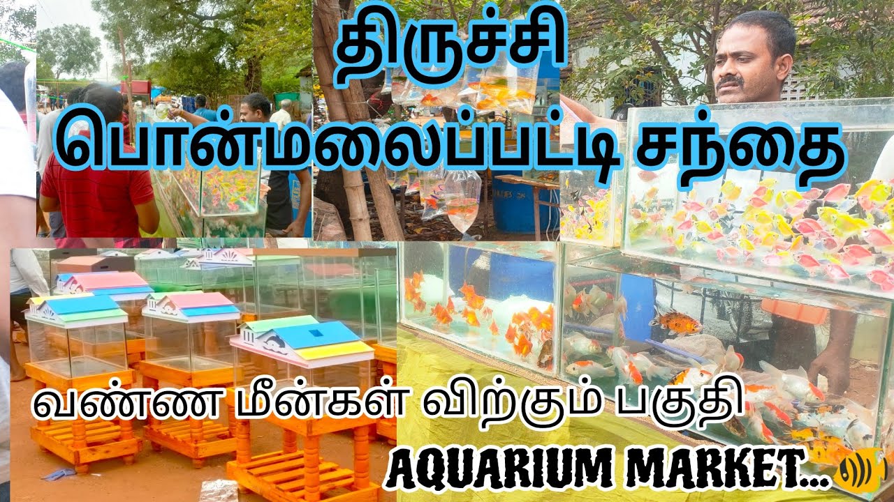TRICHY PONMALAI PET MARKET AQUARIUM AREA FULL VIEW... YouTube