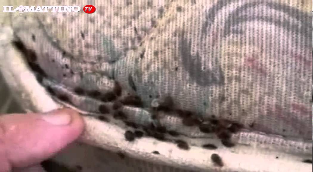 Sgradevoli ospiti le cimici da letto, come combatterle youtube Come togliere macchie di cacca dal materasso