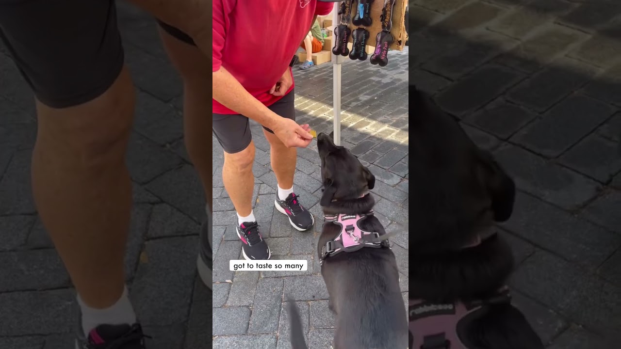 Come to the farmers market with me! 