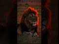 The legacy continues.   LionKing #WildlifePhotography #CinematicVideo #SRVisuals #NatureLovers #