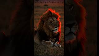 The legacy continues.   LionKing #WildlifePhotography #CinematicVideo #SRVisuals #NatureLovers #
