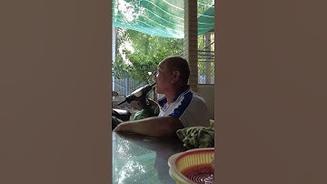 Cây sộp cổ thụ trăm năm tuổi | Phần 7 #shorts