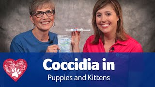 Coccidia In Puppies And Kittens