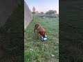 Castle ground football fury!