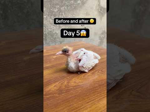 Day 5 to Day 20 Piegon Growth before and after ❤️#birds #pigeon #viral