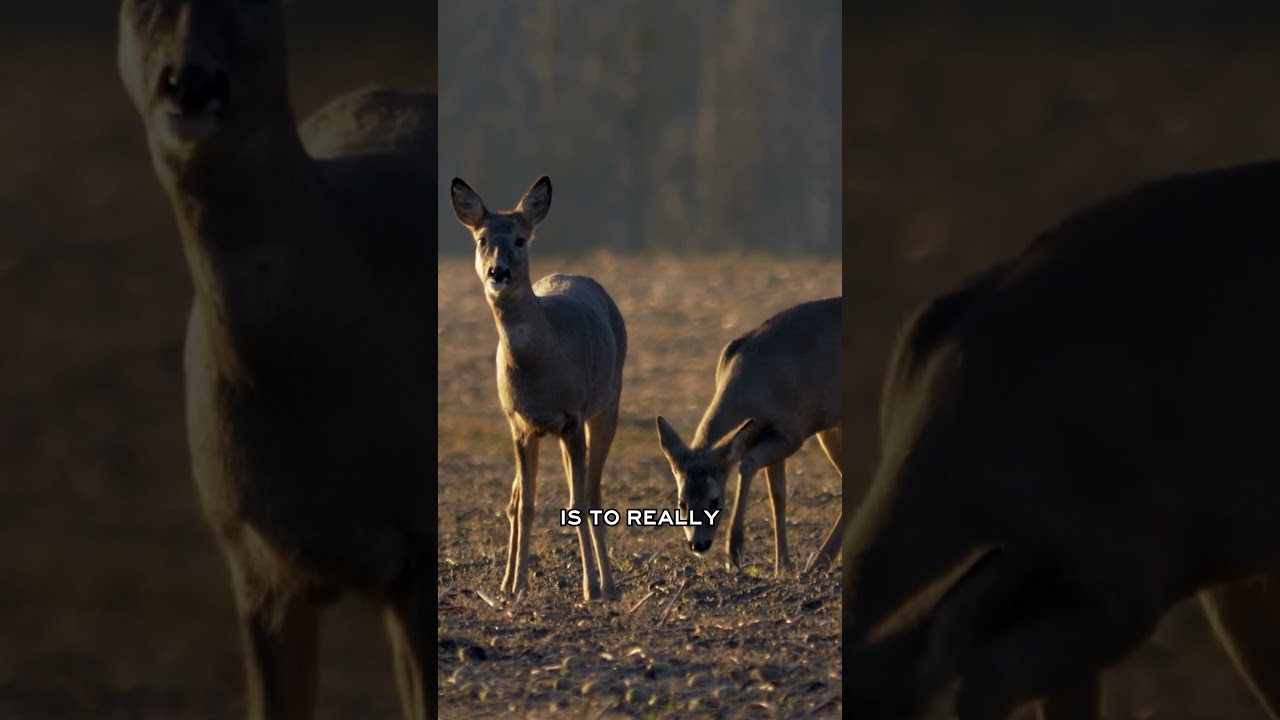 A deer is going to notice a blob of camo on a ladderstand